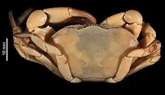 Bythograea vrijenhoeki