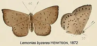 Calospila byzeres