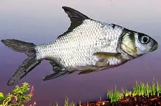 Puntioplites proctozystron