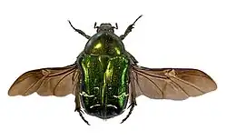 uitgespreide vleugels