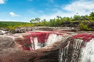 Caño Cristales