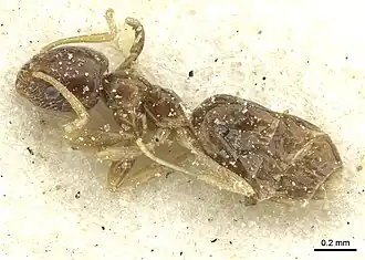 Plagiolepis funicularis