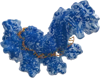 Het CRISPR-eiwit Cas (blauw) gebonden aan enkelstrengs DNA (oranje)