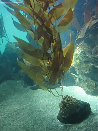 Macrocystis pyrifera (reuzenkelp), een bruinwier met 'stengels' en 'bladeren'.