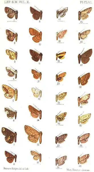 Hyposada ineffectaria