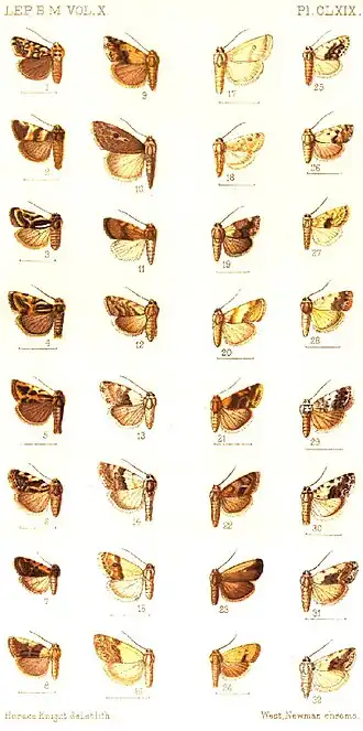 Tarachidia margarita