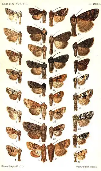 Apamea montana