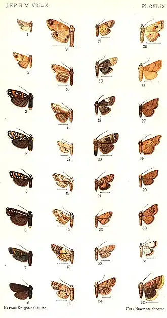 Acidaliodes lycaugesia