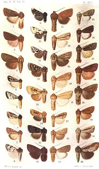 Leucania ptyonophora