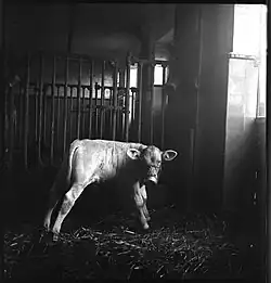 Kalf met muilkorf, Bocken, Horgen, 1933