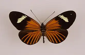 Heliconius aglaope