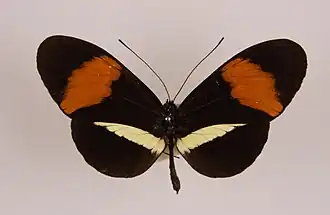 Heliconius amaryllis
