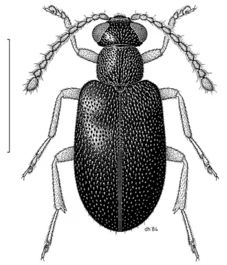 Aderus nitidus