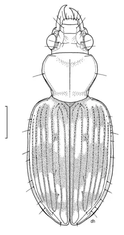 Bembidion musae