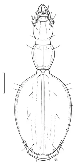 Kupetrechus lamberti
