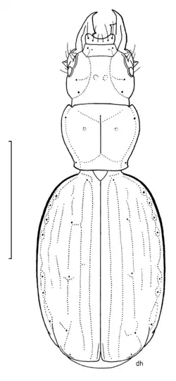 Maoritrechus rangitotoensis