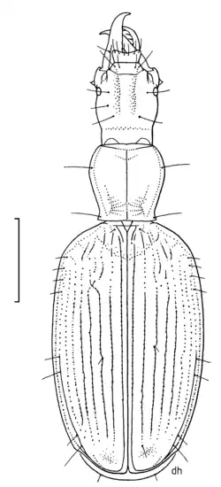 Scototrechus orcinus