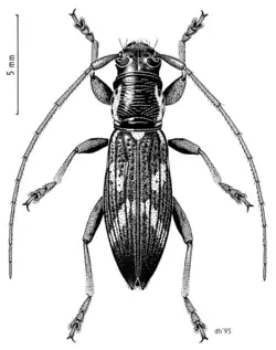 Stenellipsis costipennis