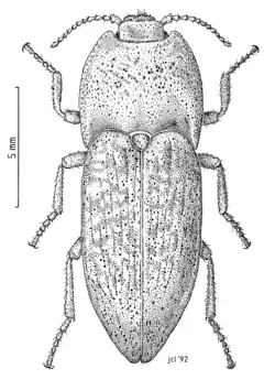Amychus candezei