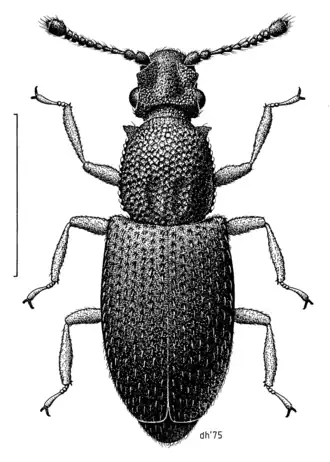 Monotoma spinicollis