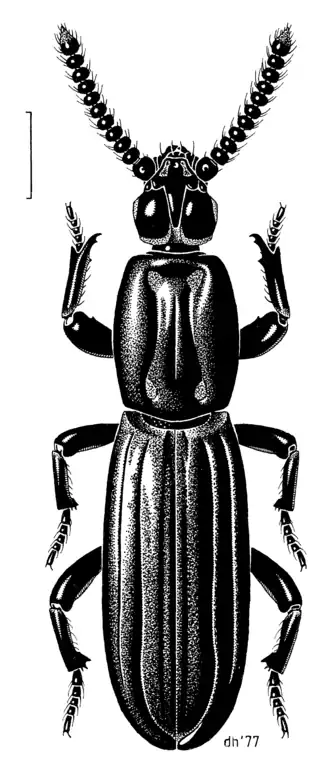 Rhyzodiastes proprius