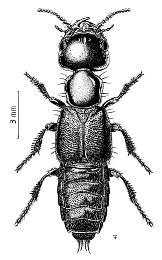 Cafius litoreus