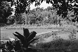 Rante met menhirs waar de laatste begrafenisriten worden uitgevoerd.