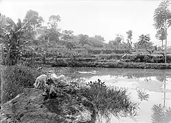 Visvijver in de sawahs