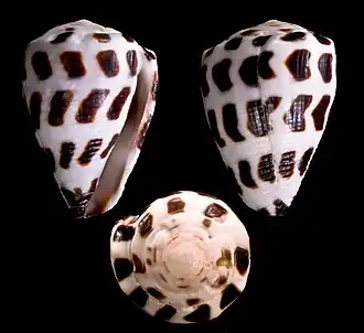 Conus ebraeus