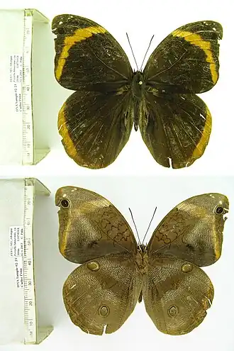 Catoblepia xanthicles