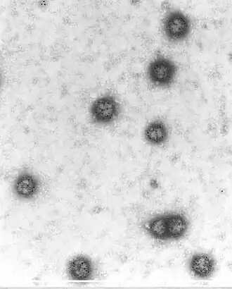 Akabanevirus