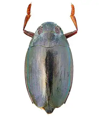Dineutus australis