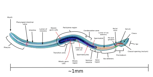 Lichaamsbouw van de mannelijke organen van een Caenorhabditis elegans met stralen (sensory rays) in de bursa (In werkelijkheid is het aaltje kleurloos en doorschijnend.)