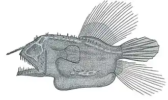Caulophryne polynema