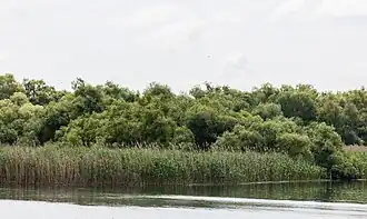 De riet-associatie langs ooibos van het verbond van wilgenvloedbossen en -struwelen