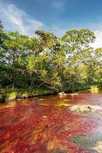 Caño Cristales met zijn bijzondere kleuren