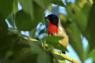 Zwartflankhoningvogel