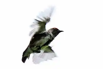 Nehrkorns honingvogel