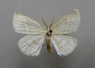 Cabera leptographa