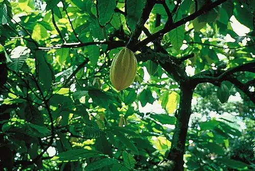 Cacao in Ilhéus