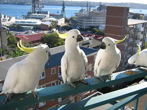Grote geelkuifkaketoes als stadsvogel in Sydney (Cacatua galerita)