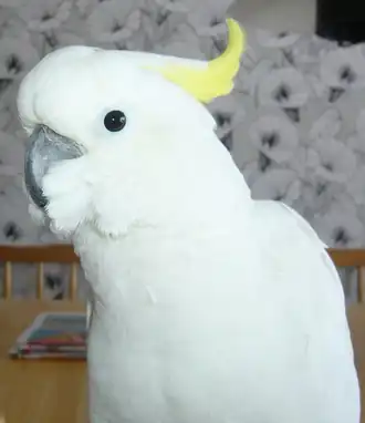 Middelste geelkuifkaketoe