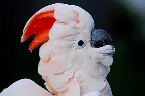 Molukkenkaketoe (Cacatua moluccensis)