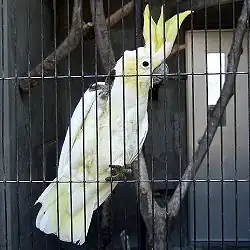 Cacatua sulphurea in gevangenschap