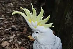 Cacatua sulphurea in de Auckland Zoo in Nieuw-Zeeland
