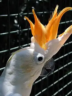 Oranjekuifkaketoe (Cacatua citrinocristata)