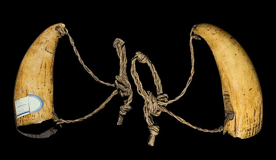 Tand van een potvis, 19e eeuw