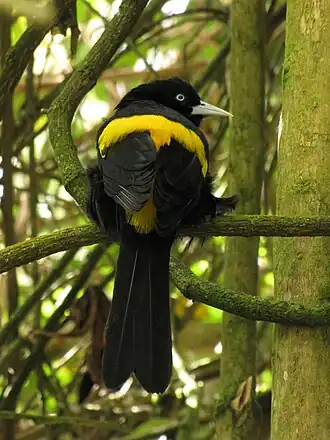 Geelvleugelbergbuidelspreeuw (C. c. leucoramphus)