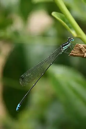 Caconeura t-coerulea