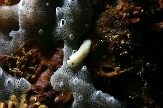 Cadlina flavomaculata